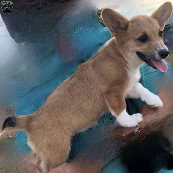 Hazel, Pembroke Welsh Corgi Puppy